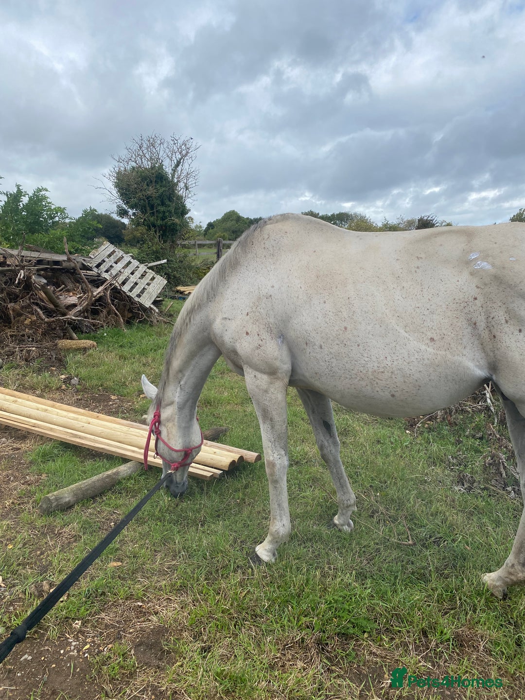 Irish Thoroughbred horses for sale: Irish thoroughbred  - Image 9