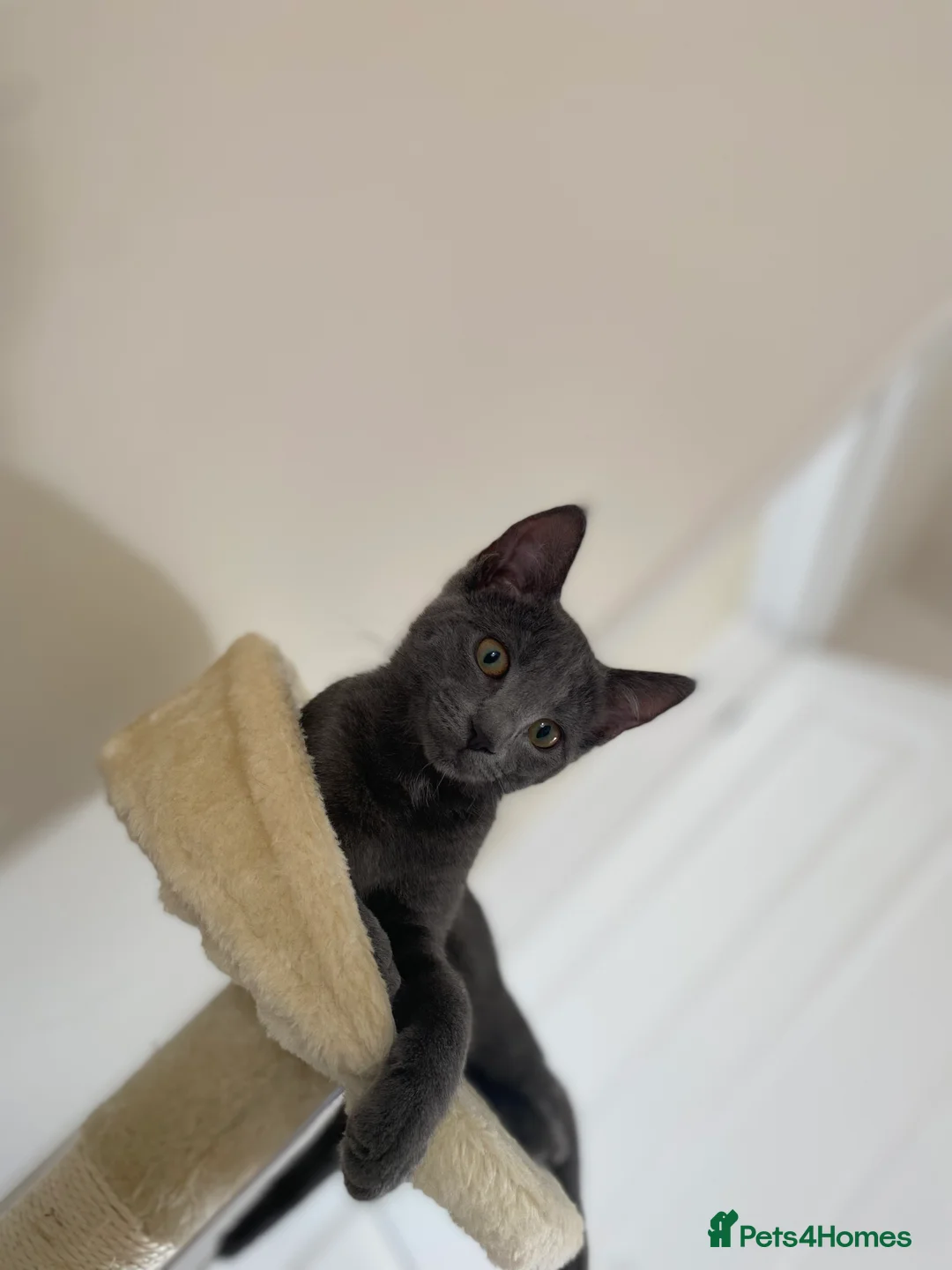Mixed Breed cats for sale: Beautiful blue female cat  in Newark - Advert 3