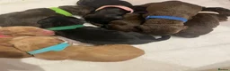 Cocker Spaniel dogs for sale: Beautiful Cocker Spaniel Puppies  - Advert 5