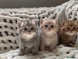 British Shorthair cats - Advert 21
