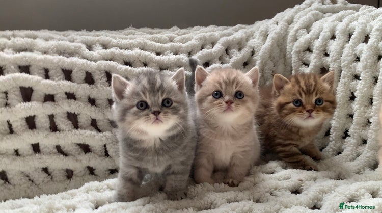 British Shorthair cats - Advert 15