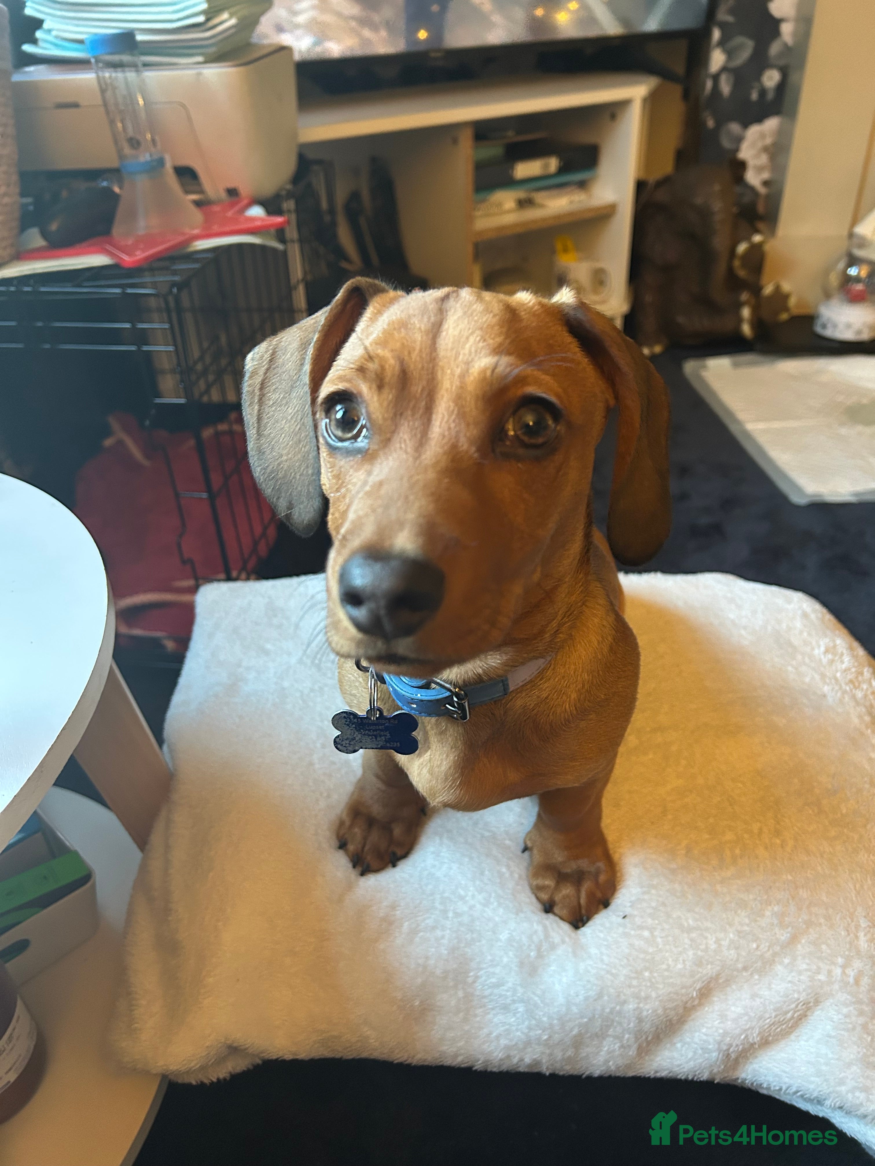 Mixed Breed dogs Dashchund cross 6months - Advert 1