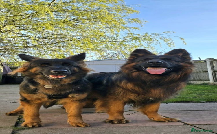 German Shepherd dogs - Advert 11