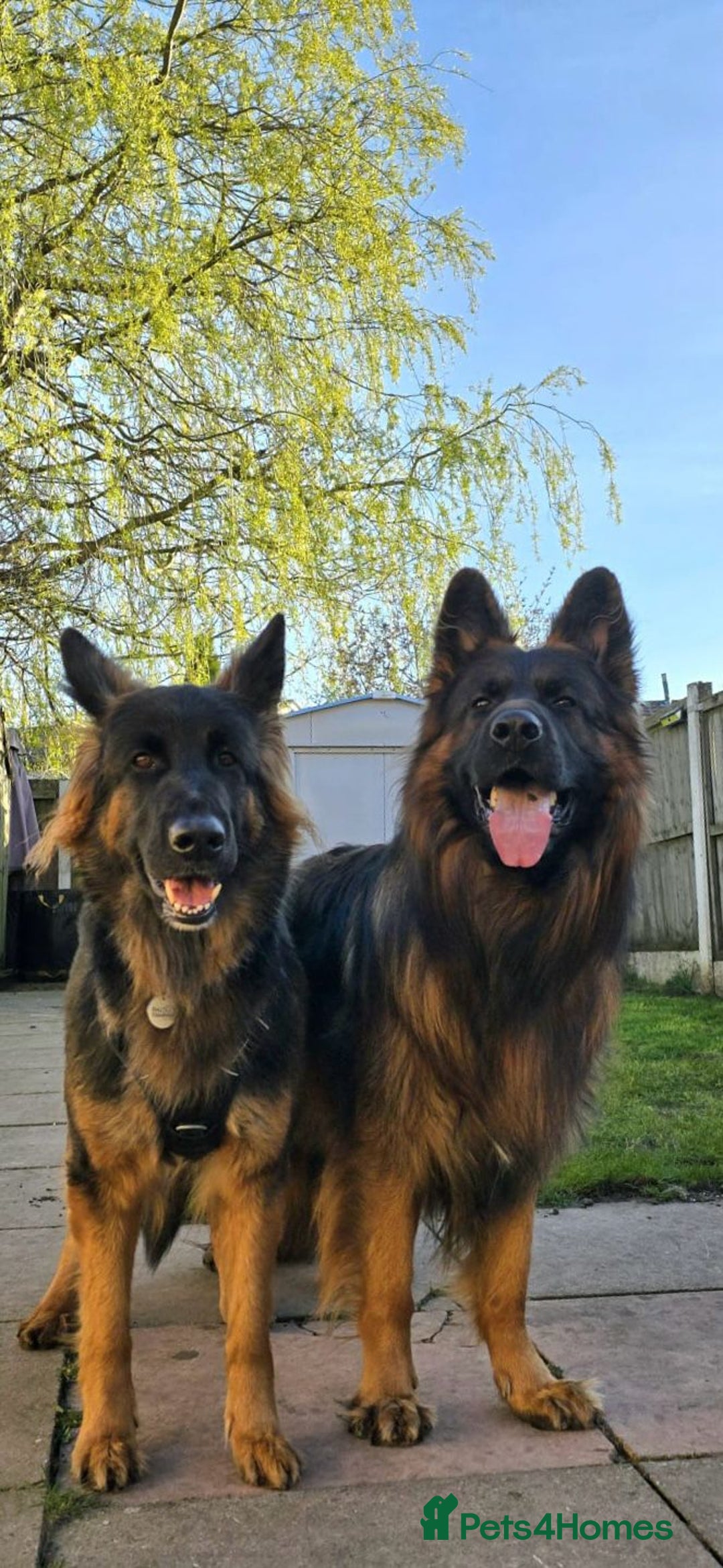 German Shepherd dogs for sale: Gorgeous and healthy German Shepherds Puppies - Image 1