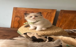 Ragdoll cats for sale: TICA Registered Ragdoll Kittens - Image 32