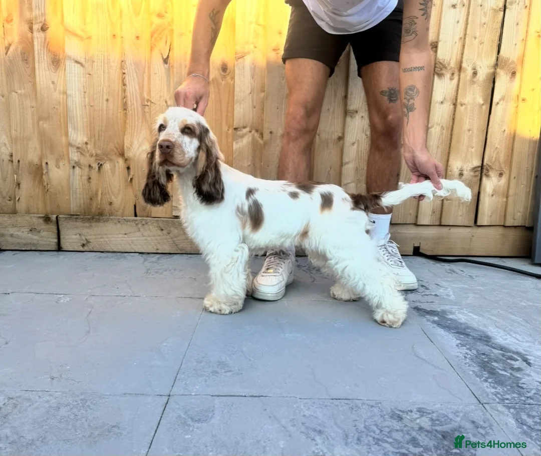 Cocker Spaniel dogs for sale: Beautiful 8 month old boy needs a new home  - Advert 2