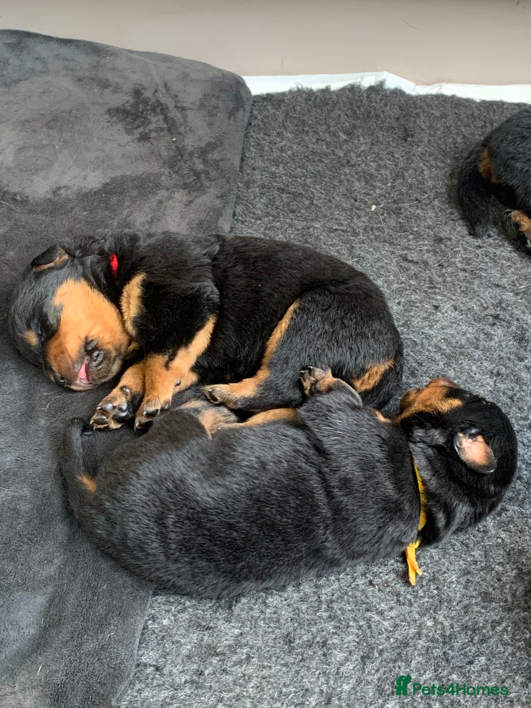 Rottweiler dogs for sale: AMAZING PEDIGREE REGISTERED ROTTWEILER PUPPIES - Image 4