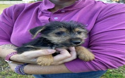 Mixed Breed dogs for sale: Yorkshire terrier x jack Russell pups ready now  - Image 3