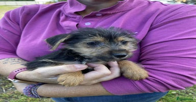 Mixed Breed dogs - Advert 4