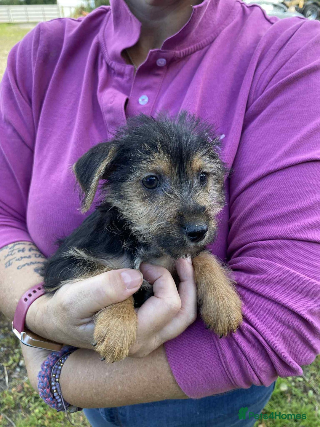 Mixed Breed dogs for sale: Yorkshire terrier x jack Russell pups ready now  - Image 3