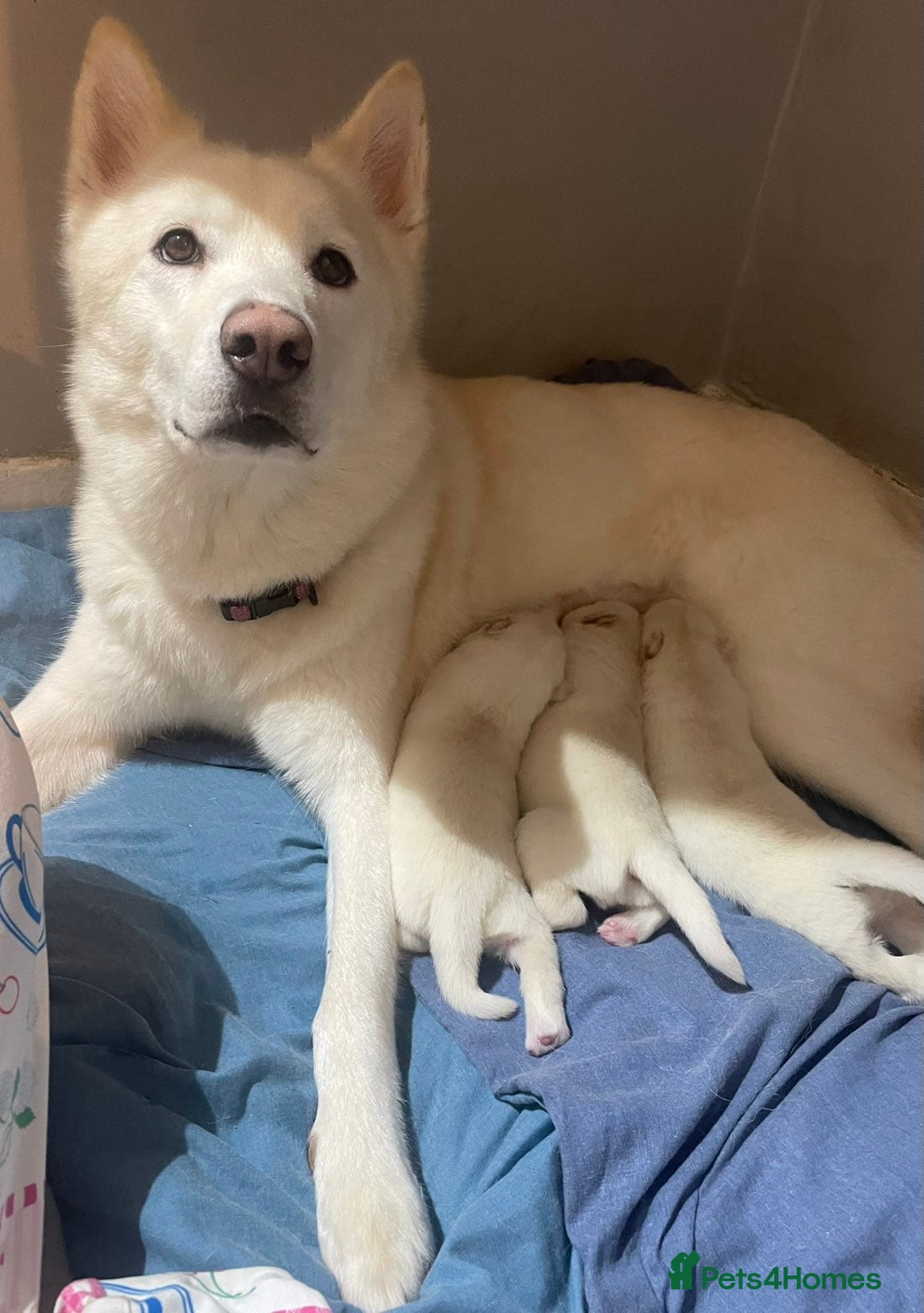 Siberian Husky dogs Siberian husky puppies  - Advert 3