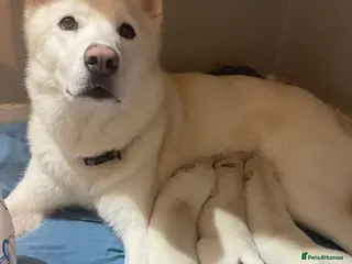 Siberian Husky dogs Siberian husky puppies - Advert 4