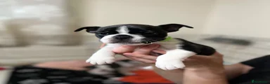Mixed Breed 4