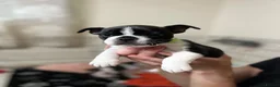 Mixed Breed dogs for sale: Boston terrier cross puppies - Advert 17