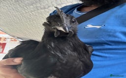 Chickens poultry for sale: Ayam Cemani Male Cockerel 6 month old  - Image 5