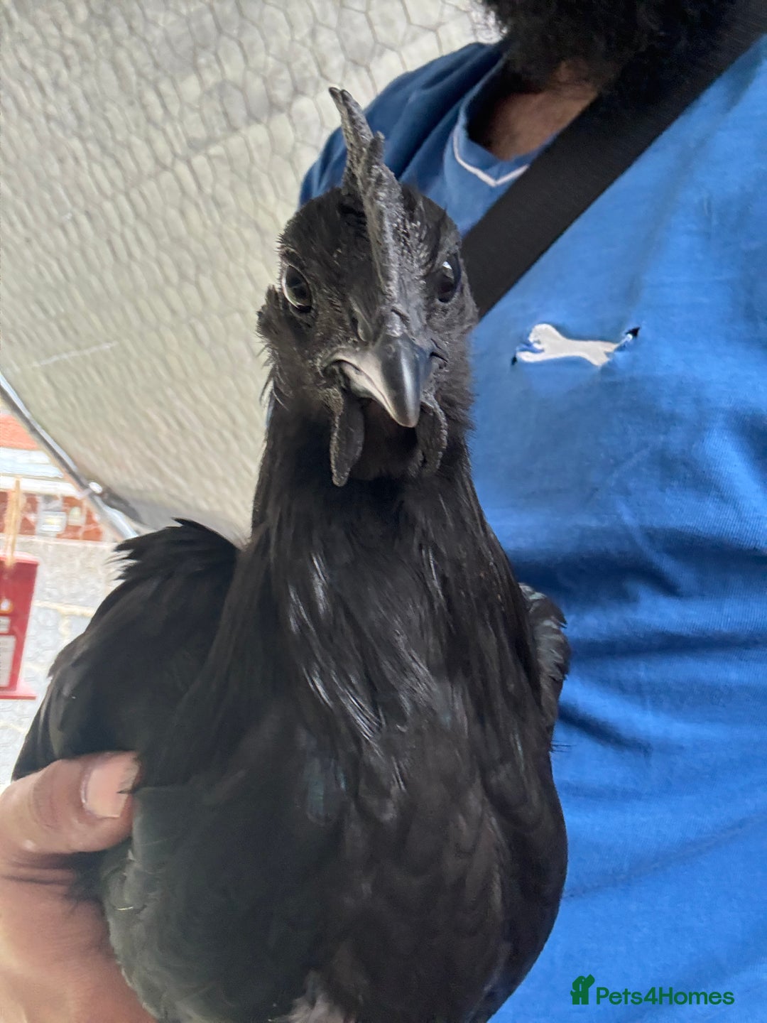 Chickens poultry for sale: Ayam Cemani Male Cockerel 6 month old  - Image 5