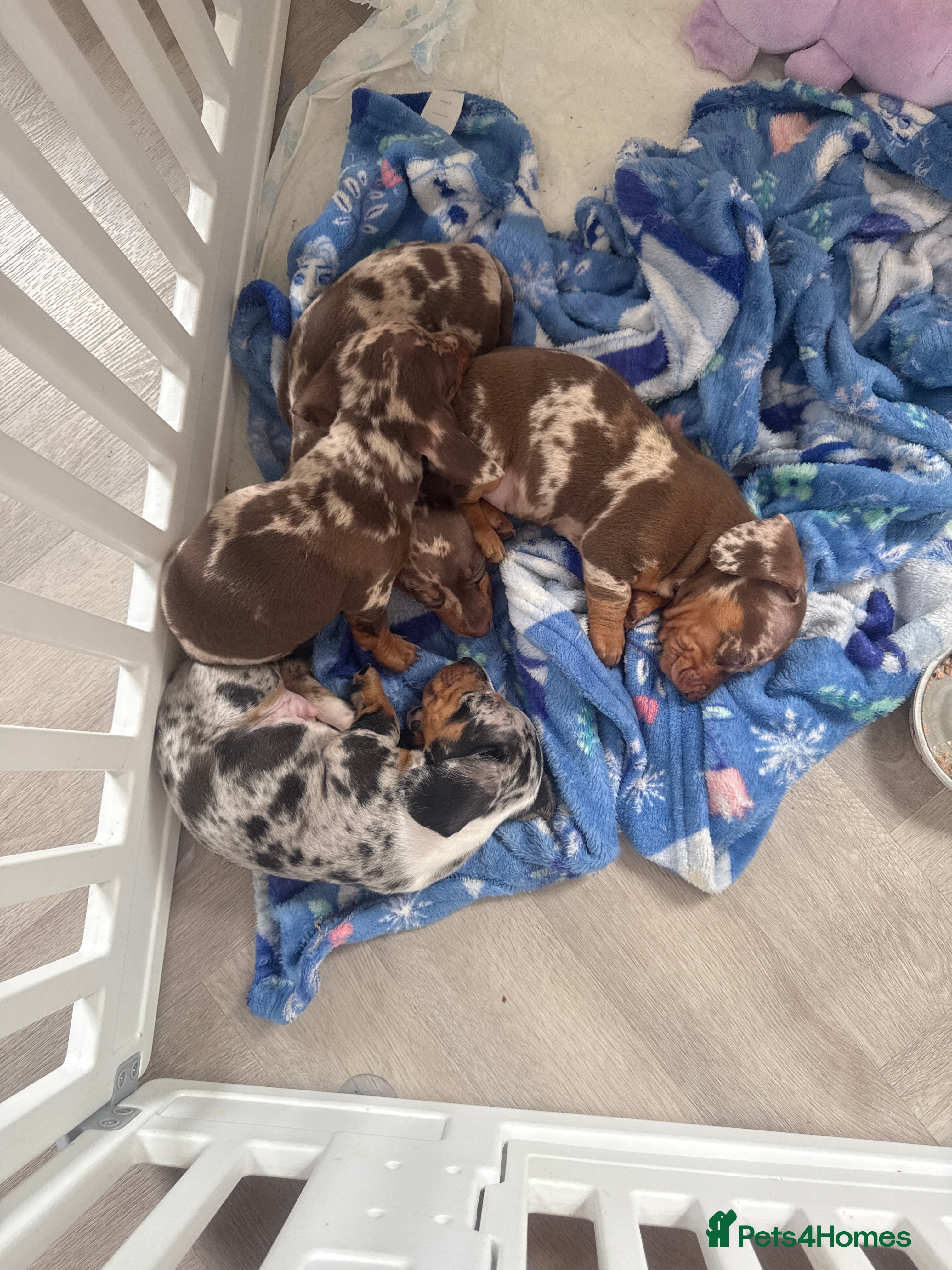 Miniature Dachshund dogs Mini dashund puppies  - Advert 8