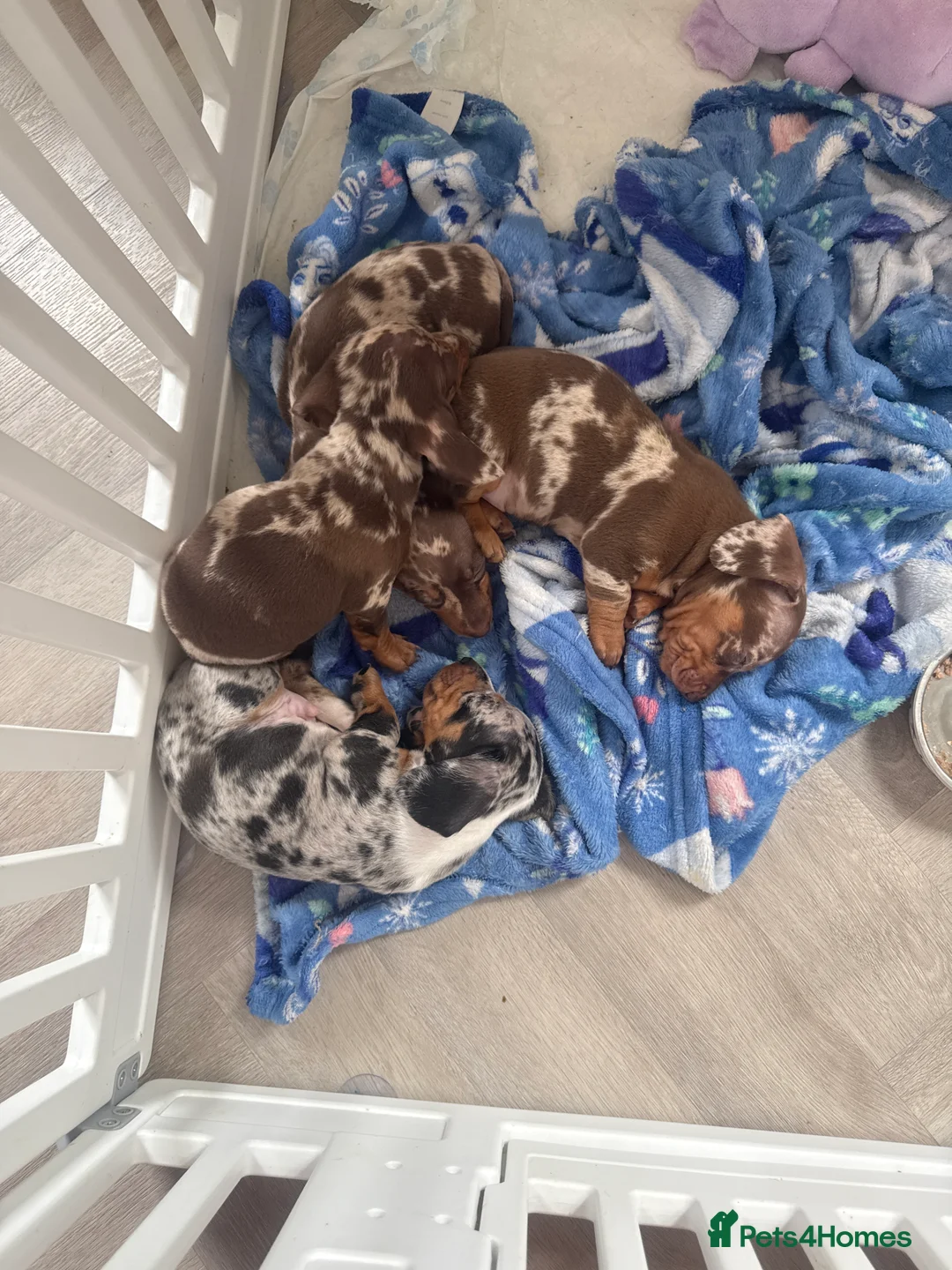 Miniature Dachshund dogs for sale: Mini dashund puppies  in Basingstoke - Advert 1