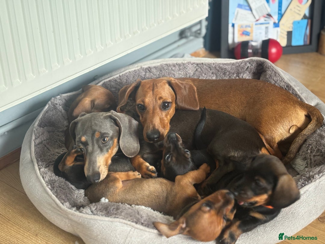 Miniature Dachshund dogs for sale: Miniature Dachshund - Image 1