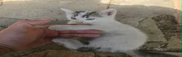Domestic Shorthair cats for sale: Adorable kittens in London - Advert 4