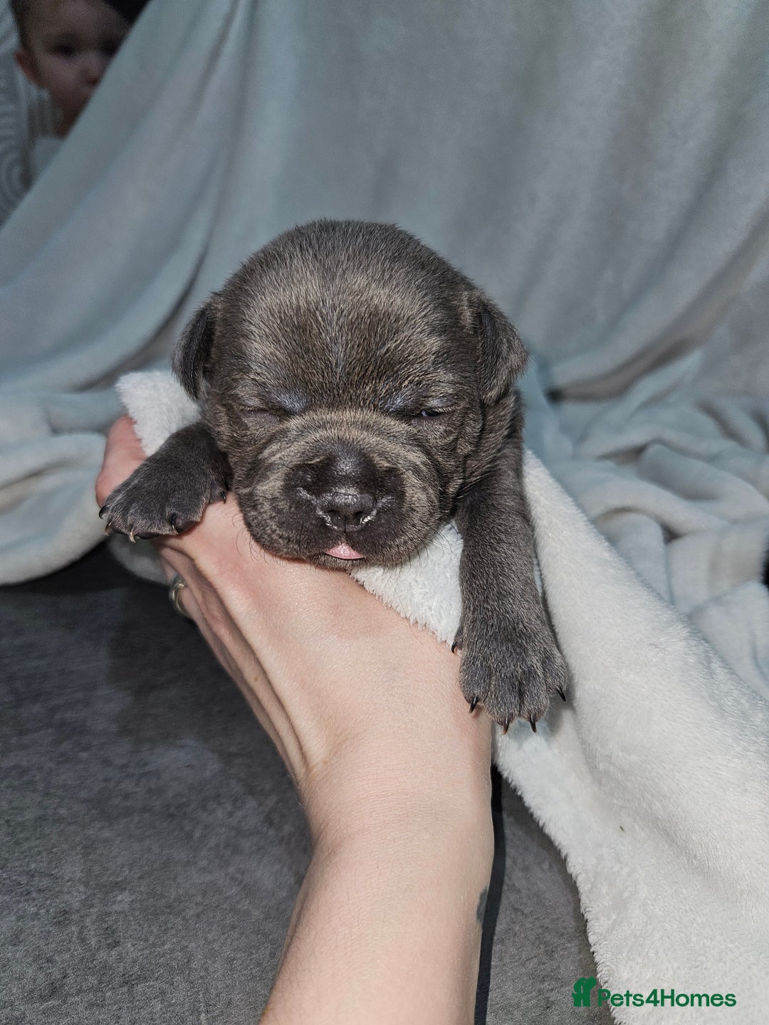 Staffordshire Bull Terrier dogs for sale: Beautiful chunky blues! - Advert 17