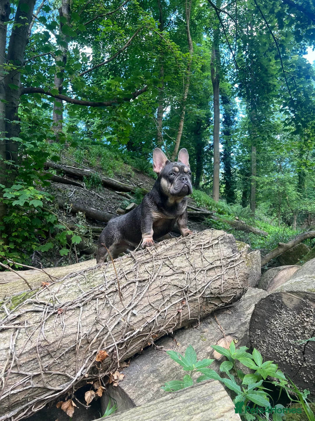 French Bulldog dogs for stud: French Bulldog to stud out in Derby - Advert 9