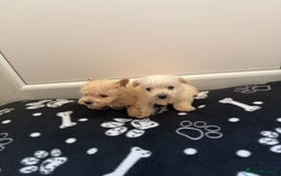 West Highland Terrier dogs for sale: DNA health tested Westie-poos  - Image 30