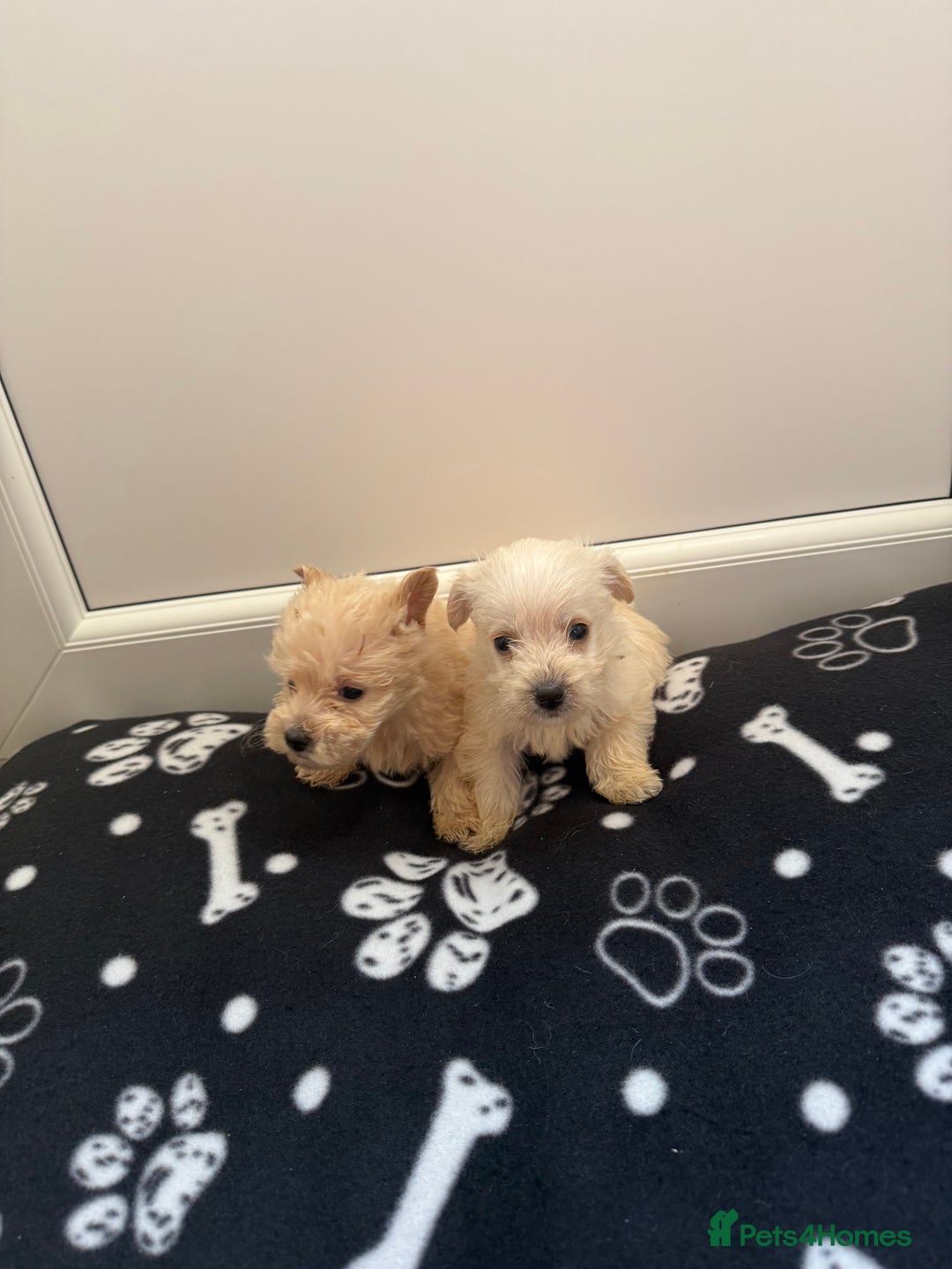 West Highland Terrier dogs for sale: DNA health tested Westie-poos  - Image 30