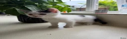 Mixed Breed cats for sale: Four kittens - Advert 11