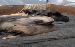 Shepsky dogs for sale: 7 Beautiful Shepsky pups for sale (3 boys 4 girls) - Image 6