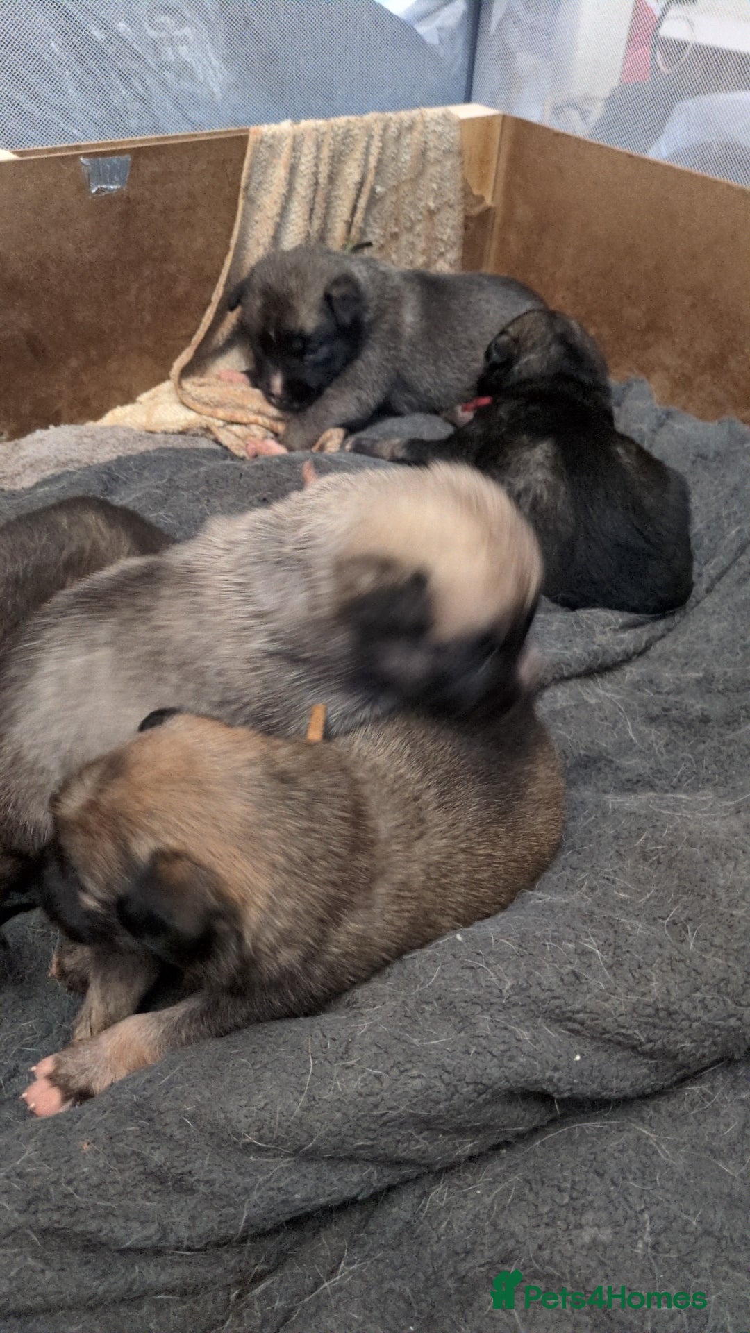 Shepsky dogs for sale: 7 Beautiful Shepsky pups for sale (3 boys 4 girls) - Image 6