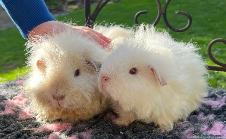 Guinea Pig rodents - Advert 2