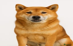 Japanese Shiba Inu dogs for sale: Puppy Shiba inu female - Image 6