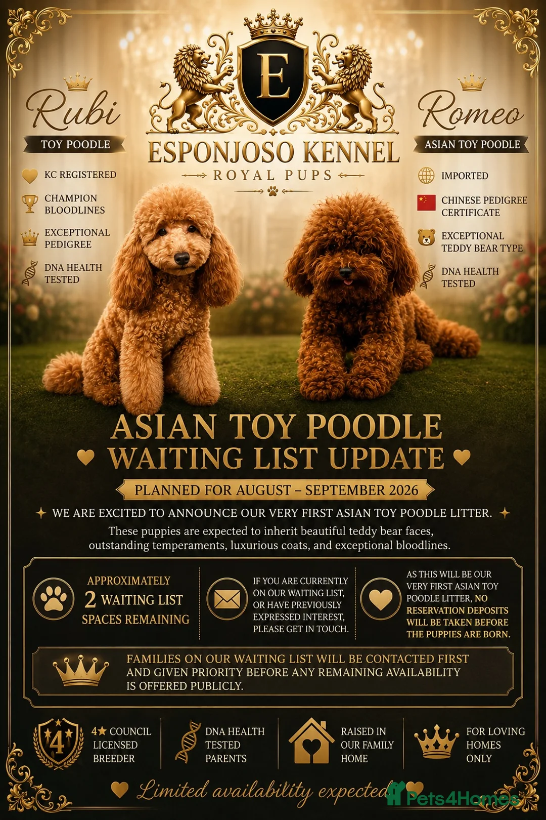 Toy Poodle dogs for stud: 👑 One-in-a-Million red Asian Toy Poodle Stud 👑 - Advert 2