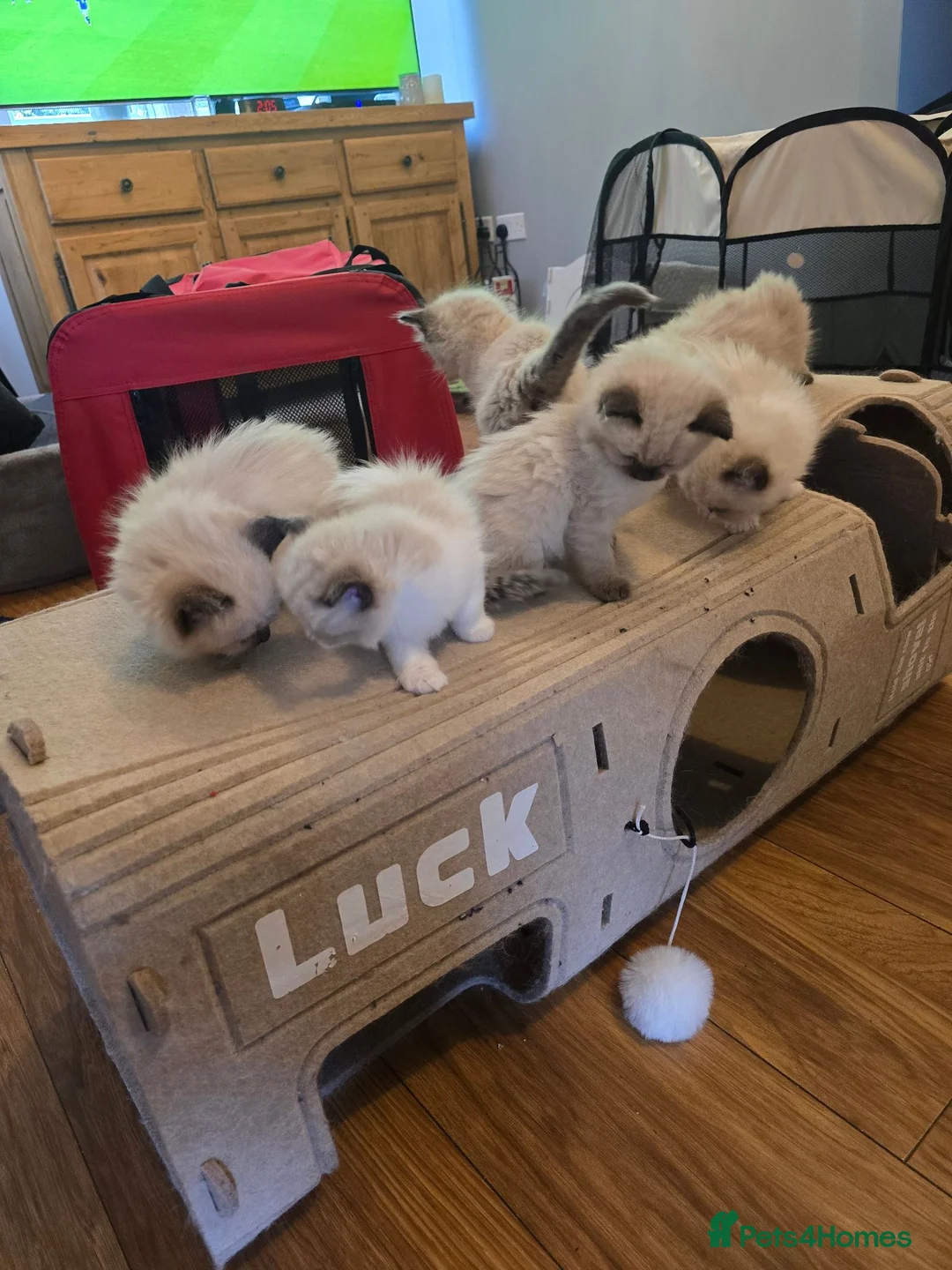 Ragdoll cats for sale: Sky kittens 😸 ♥️  - Advert 2
