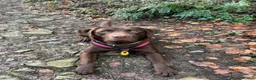 Labrador Retriever dogs for stud: Chocolate Labrador retriever stud  - Advert 2