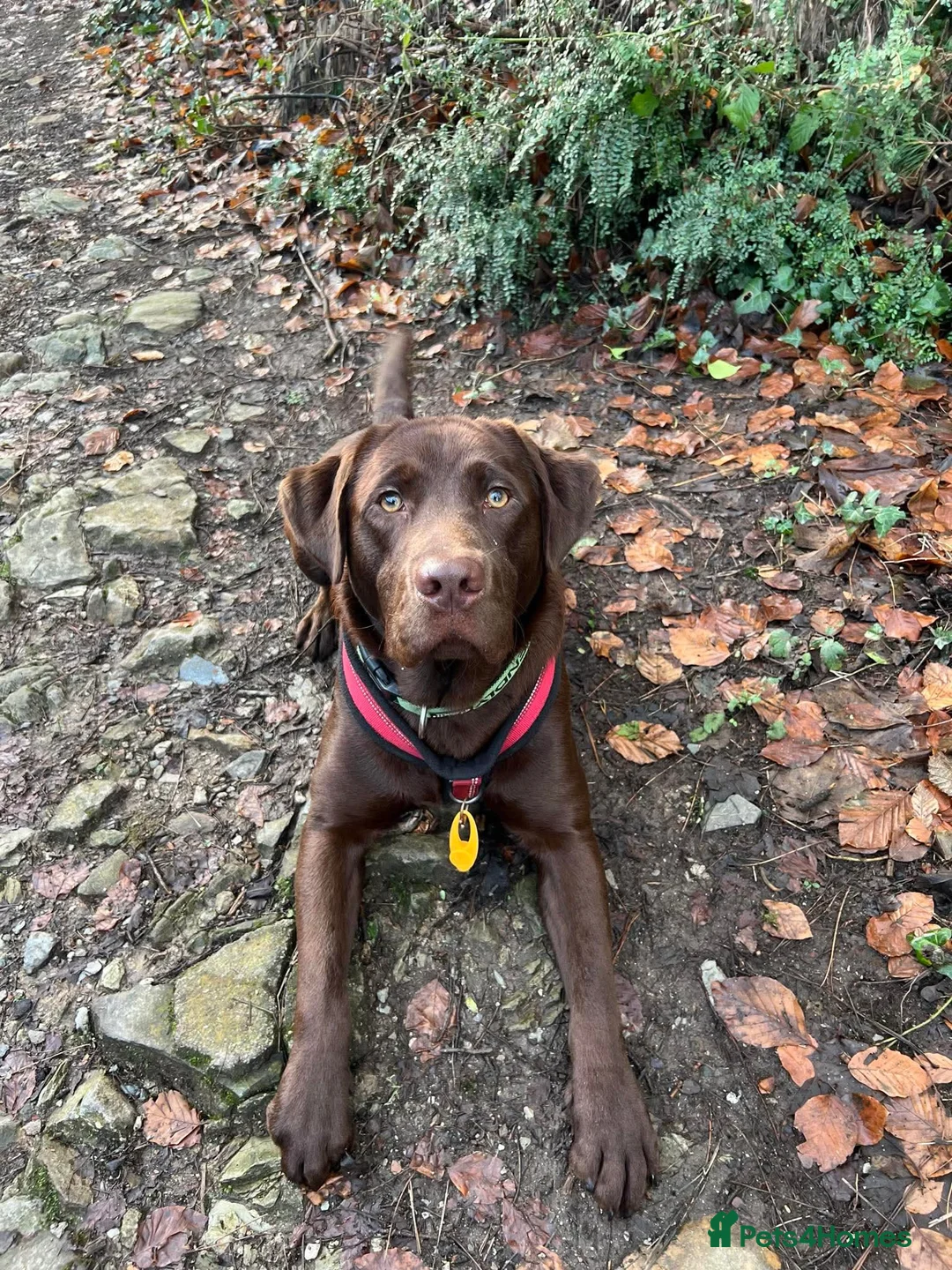 Labrador Retriever dogs for stud: Chocolate Labrador retriever stud  - Advert 2