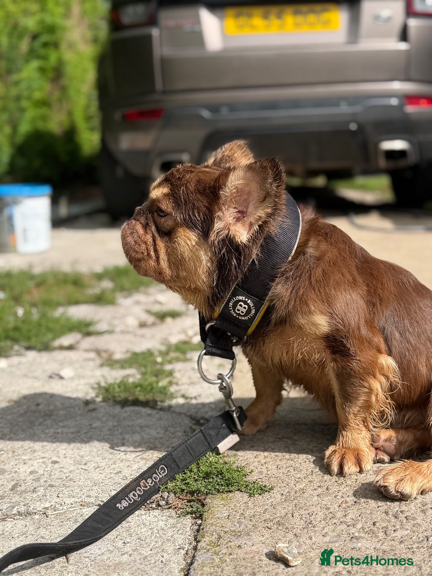 French Bulldog dogs Rojo & Tan fluffy STUD - Advert 8