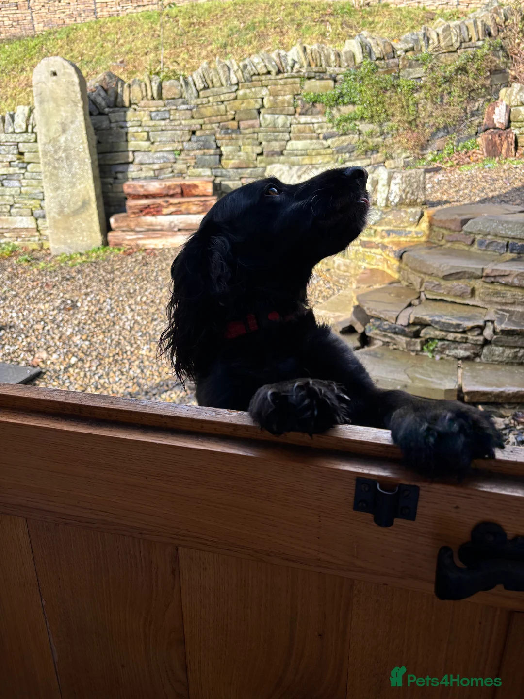 Cocker Spaniel dogs for stud: Cocker Spaniel for stud - NO FEE - Advert 2