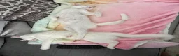 Scottish Fold cats for sale: Pure white Scottish Fold Dobby & odd eye Cyclops  - Advert 6