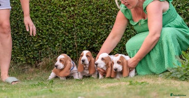 Basset Hound dogs - Advert 9