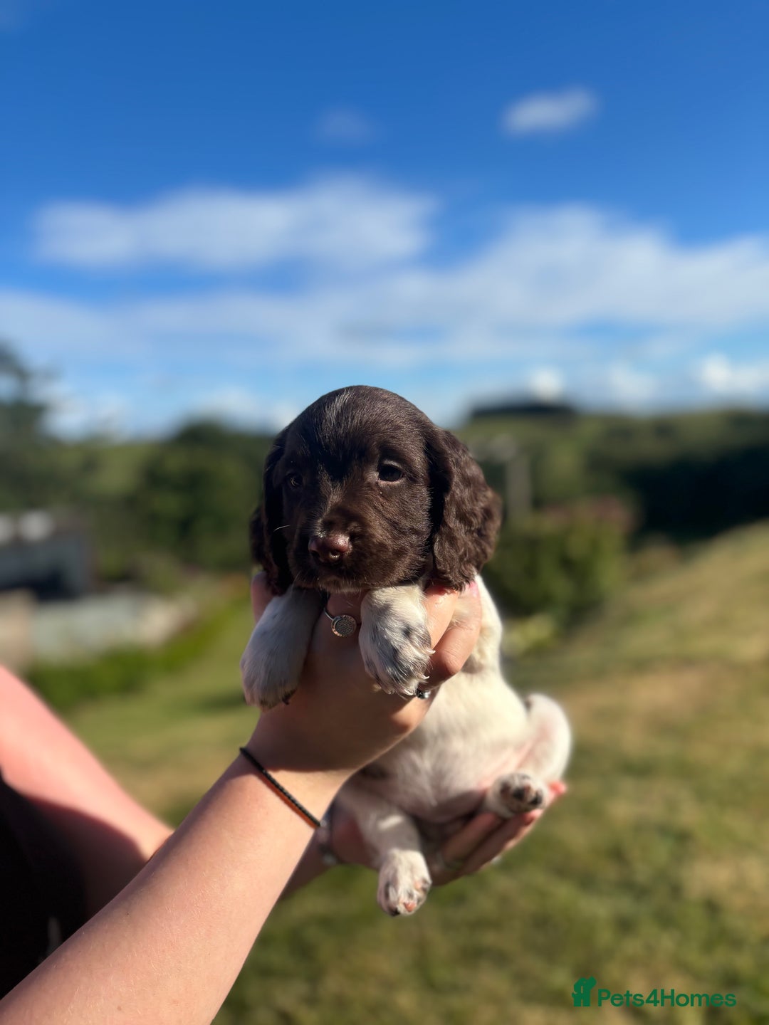 English Springer Spaniel dogs for sale: English Springer Spaniels - Image 12