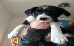 Border Collie dogs for sale: Border Collie Puppies - Image 16