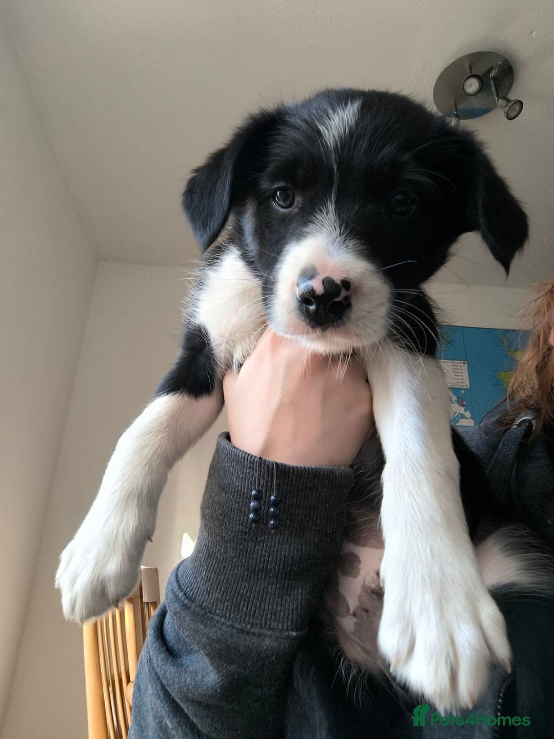 Border Collie dogs for sale: Border Collie Puppies - Image 16