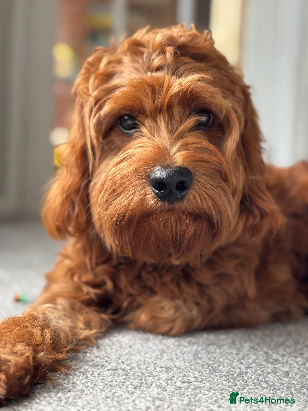 Cavapoo dogs for stud: F1 Cavapoo stud dog - Advert 6