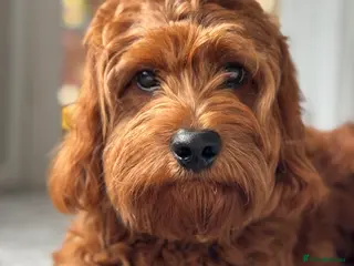 Cavapoo dogs F1 Cavapoo stud dog - Advert 3