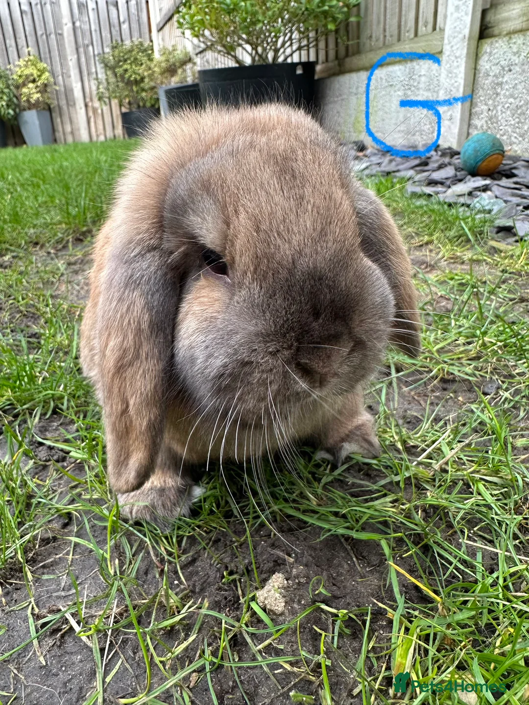 Mini Lop rabbits for sale: Mini Lop Rabbits For Sale  - Advert 14