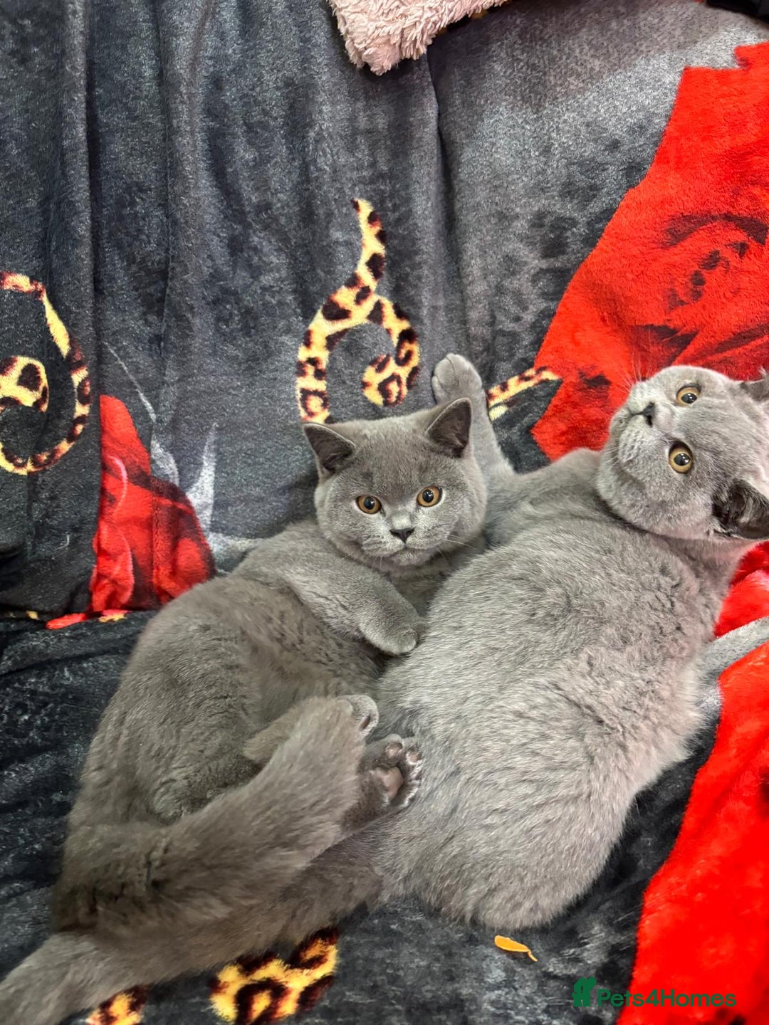 British Shorthair cats for sale: GCCF BSH Kittens pet homes only  - Image 36
