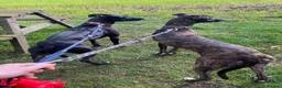 Lurcher dogs for sale: Stunning pups. Beautifully bred lurchers - Advert 5