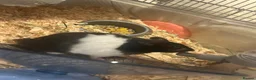 Hamster rodents for sale: Syrian Hamster and Full Setup in Milton Keynes - Advert 3